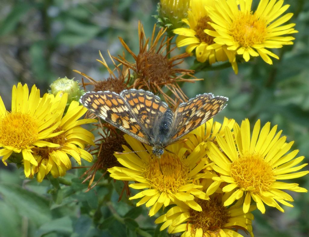 Melitaea deione